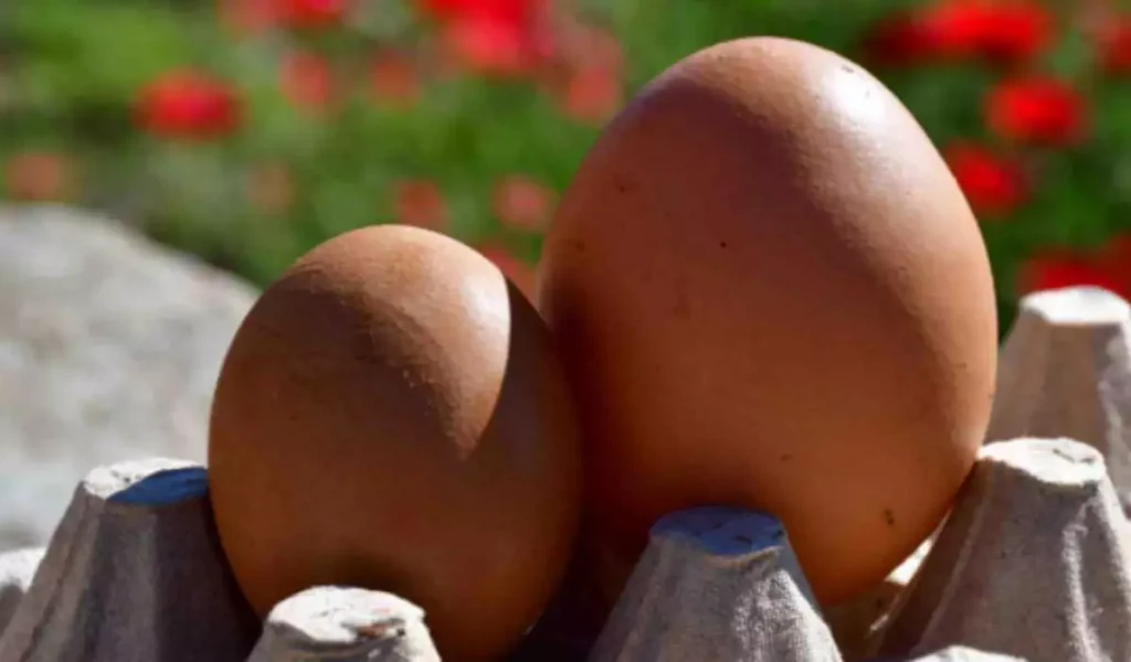 avga_eggs_argolikeseidhseis_20_04_2022-1200x703