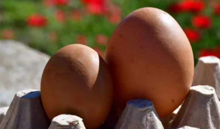 avga_eggs_argolikeseidhseis_20_04_2022-1200x703