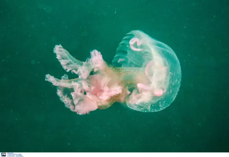 medousa-scaled-1-scaled