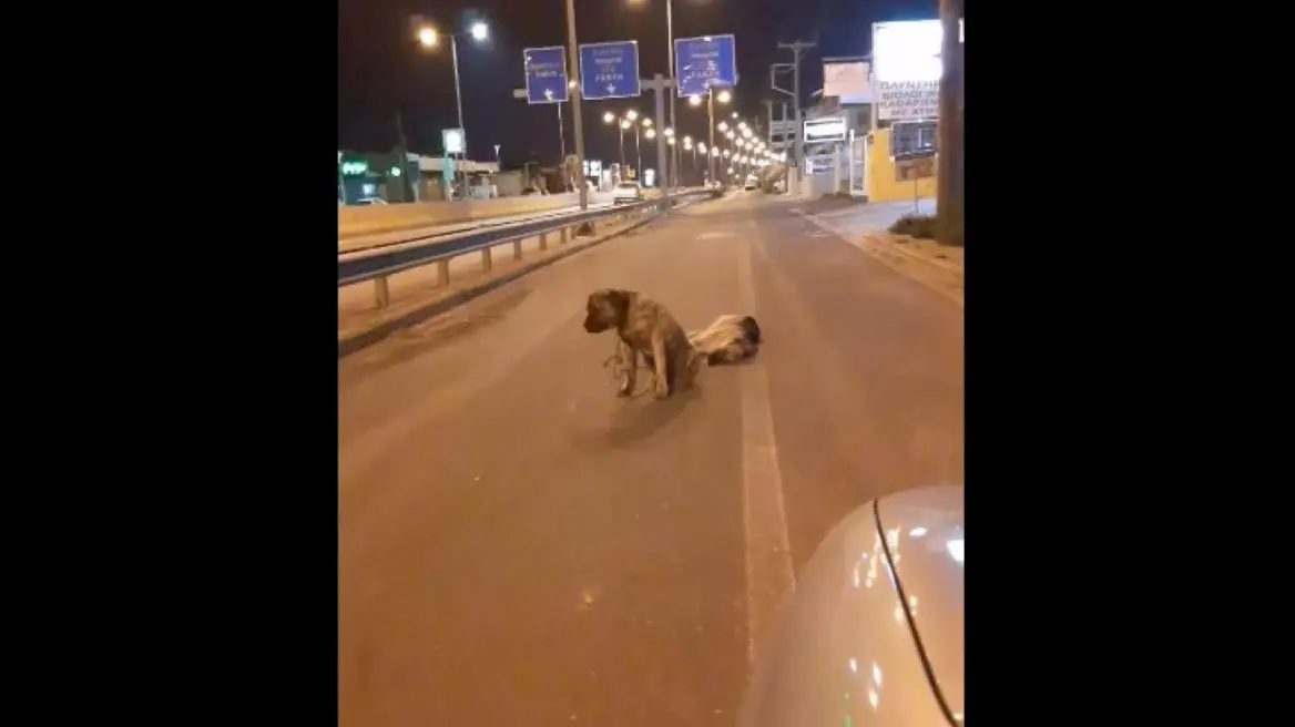 Κρήτη: Σκύλος θρηνεί τον τετράποδο φίλο του και δεν τον εγκαταλείπει