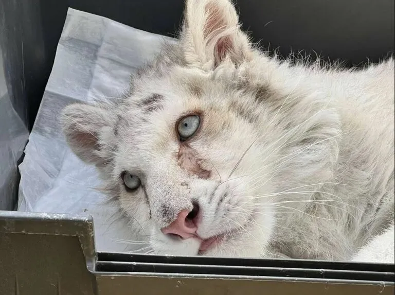 Μια αισιόδοξη είδηση για το λευκό τιγράκι στο Αττικό Πάρκο: Οι τελευταίες εξελίξεις